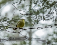 Palm_Warbler_HCC_ACK_2191.jpg