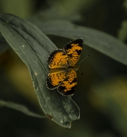 Pearl_Crescent_HCC_T4992x3280-26308.jpg