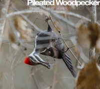 Pileated_Woodpecker_1c__AGK5670.jpg
