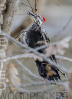 Pileated_Woodpecker_1d__AGK5632.jpg