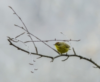 Pine_Warbler_HCC2_ACK_2027.jpg