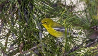 Pine_Warbler_HCC_ack_1d_ACK_8925.jpg