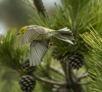 Pine_Warbler_HCC_ack_1d_ACK_9175.jpg