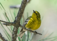 Pine_Warbler_ack_HCC_1e_ACK_8946.jpg