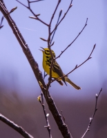 Prairie_Warbler_CameraClub_DSC3083.jpg