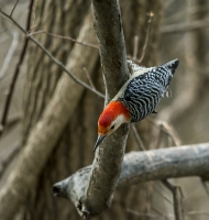 Red-bellied_Woodpecker_1d_ACK_0038.jpg