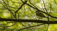 Red-eyed_Vireo_HCC_ACK_6453.jpg