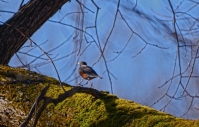 RunAwayRobin_7602.jpg