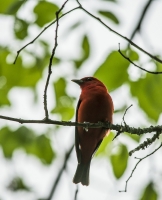 Scarlet_Tanager_HCC_ACK_4743.jpg