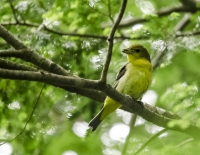 Scarlet_Tanager_female_1b_DSC8620.jpg