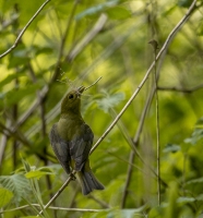 Scarlet_Tanager_hen_HCC_ACK_5034.jpg