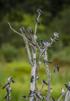 Swallows_1b_DSC4468.jpg