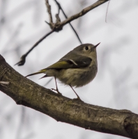 Tennessee_or_Ct_Warbler_DSC1911.jpg