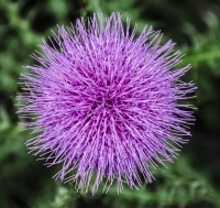 Thistle_1b_DSC7677_copy.jpg