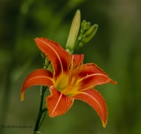 Tiger_Lilly_1b_DSC0039.jpg