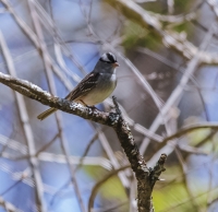 White-Crowned_Sparrow_CameraClub_DSC3091.jpg