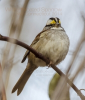 White-throated_Sparrow_1c__AGK5730.jpg