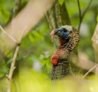 Wild_Turkey_1d_DSC_7322.jpg