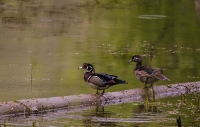 Wood_Ducks_CameraClub_DSC3840.jpg