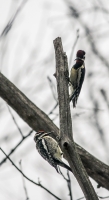 Yellow-bellied_Sapsucker_HCC_ACK_2093.jpg