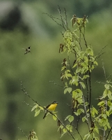 Yellow-breasted_ChatnHummingbird2_DSC5885.jpg