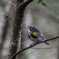 Yellow-rumped_Warbler_1d_ACK_5498.jpg