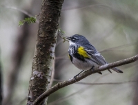 Yellow-rumped_Warbler_1d_ACK_5501.jpg