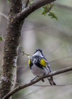 Yellow-rumped_Warbler_1d_ACK_5504.jpg