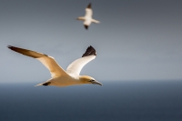 Gannets_281_of_129.jpg