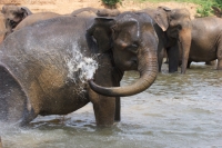 Elephant_Washing.jpg