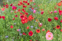 2016-06-13_Stroud_Poppies_wild_flowers_etc-1564-Edit.jpg