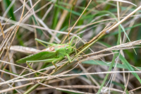 Great_Green_Bush_Cricket__-_Ian_Peters.jpg