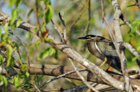 Green_Backed_Heron_-_Ian_Peters.jpg