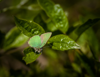 Green_Hairstreak_-_Ian_Peters.jpg