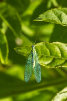 Green_Lacewing_-_Ian_Peters.jpg