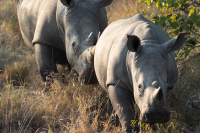 Rhinoceros-1.jpg