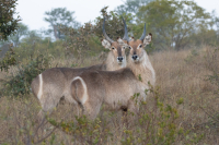 Waterbucks-2.jpg