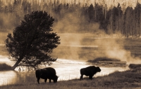 Morning_in_Yellowstone.jpg