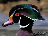 Wood_duck_portret.jpg