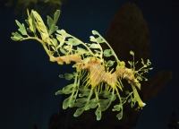 Seahorse_Monteray_Aquarium.jpg