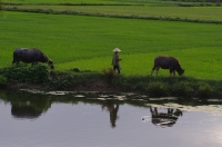 Two_bull_pets_reflection_rez__.jpg