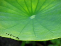 3-Housatonic-JaneRossman-Dragonfly_Leaf.jpg