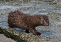 3-Housatonic-JaneRossman-Wet_Mink.jpg