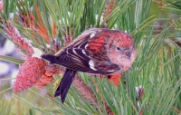 Crossbill_1.jpg