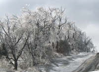 Icy_Trees.jpg