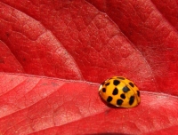 Jane_Rossman-Lady_Bug-N.jpg