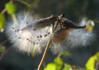 Jane_Rossman-Ready_to_Take_Flight-N.jpg