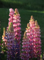 Lupine_1_1.jpg