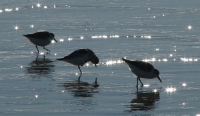 Shorebird_Trio.jpg