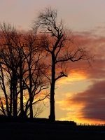 Winter_Trees_at_Sunset.jpg